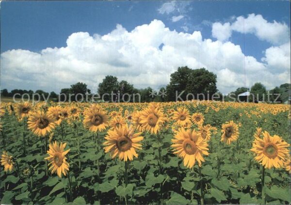 Blumen Sonnenblumen