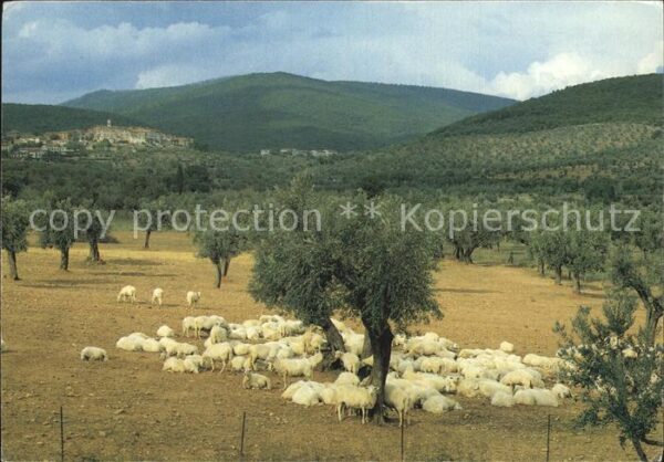 Schafe Toscana