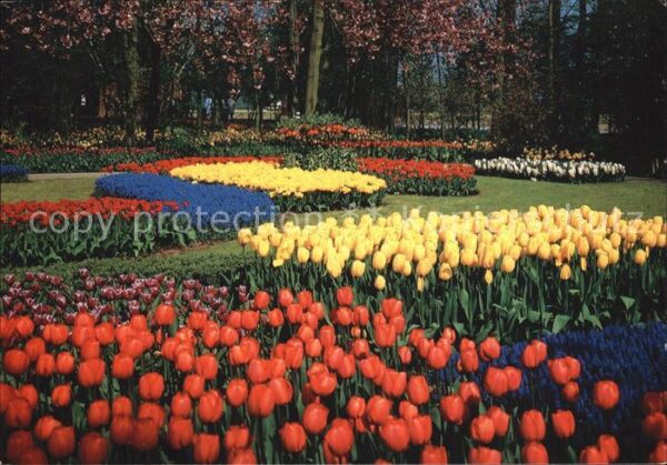 Blumen Holland Keukenhof Tulpen