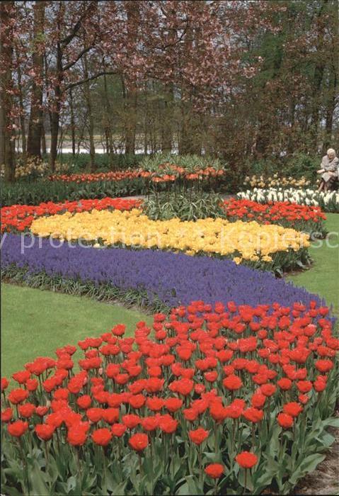 Blumen Holland Keukenhof