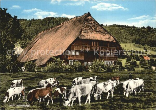 Schwarzwaldhaeuser Kühe