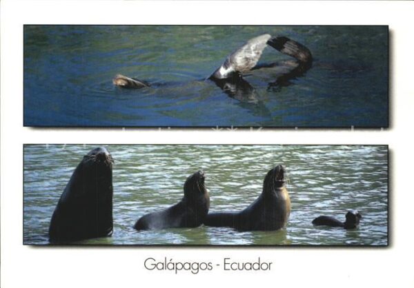 Seehunde Robben Seelöwe Galapagos Ecuador