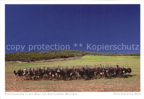Voegel Strauss Straussenfarm Oudtshoorn West-K