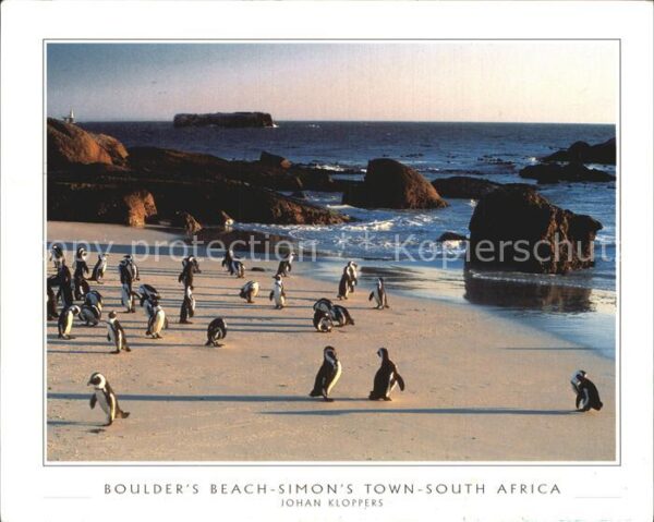 Pinguin Jackass Penguin Boulder's Beach Simon's