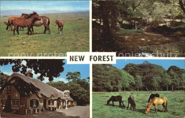 New Forest Ponies Highland Water Cat and Fiddle In
