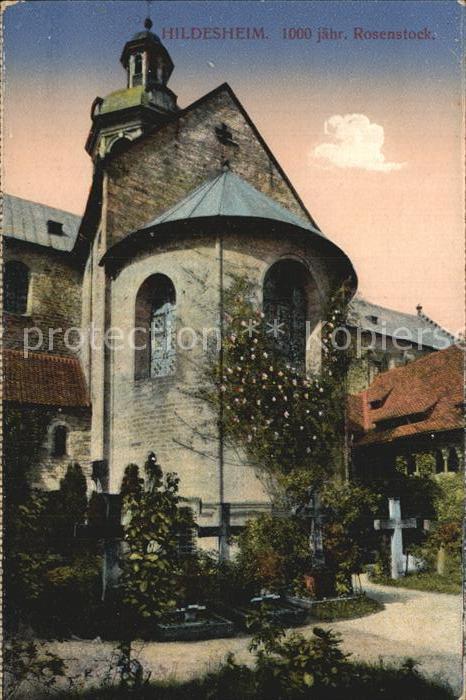 Hildesheim 1000jähriger Rosenstock