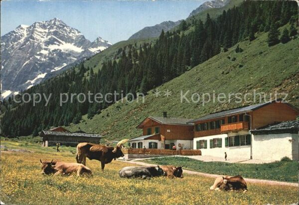 Neustift Stubaital Tirol Pinnisalm Viehweide Kühe gegen Habicht