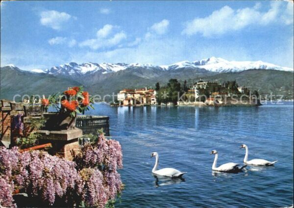 Isola Bella Lago Maggiore Ansicht vom Ufer aus Schwäne Alpen