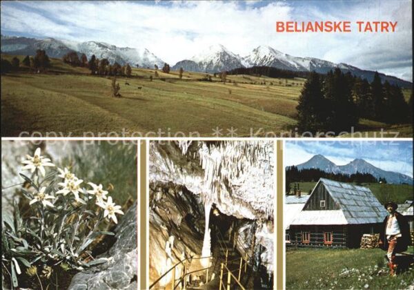 Vysoke Tatry Belianske Tatry Hohe Tatra Edelweiss Hö