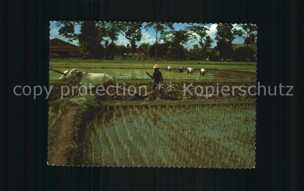Bali Indonesien Plowing and planting