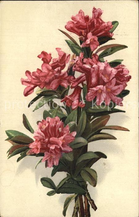 Blumen