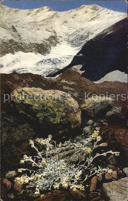 Blumen Artemisia Mutellina Bund für Naturschut
