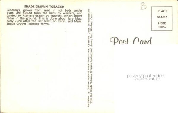 Tabak Shade Grown Tobacco – Bild 2
