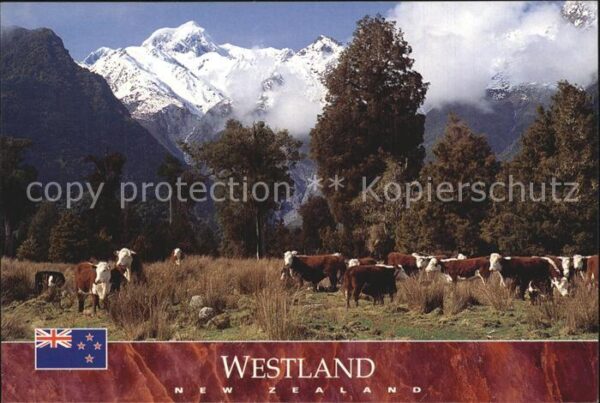 Kuehe Mount Tasman Westland New Zealand