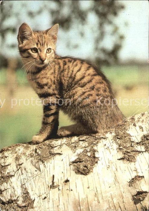 Katzen