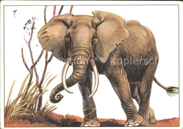 Elefant Afrikanischer Steppenelefant