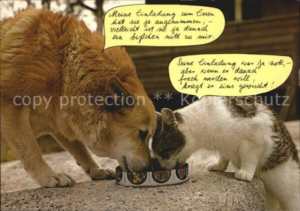 Hunde Katze Humor