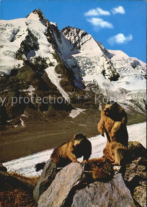 Murmeltier Pasterze Grossglockner