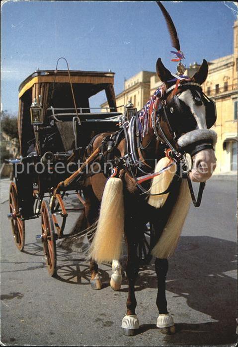 Pferdekutschen Horse-Drawn Carriage Il Karrozzin Malta