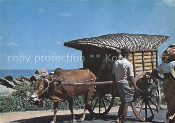 Stiere Bullock-Cart Negombo Sri Lanka