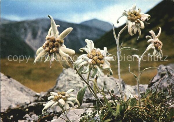 Edelweiss
