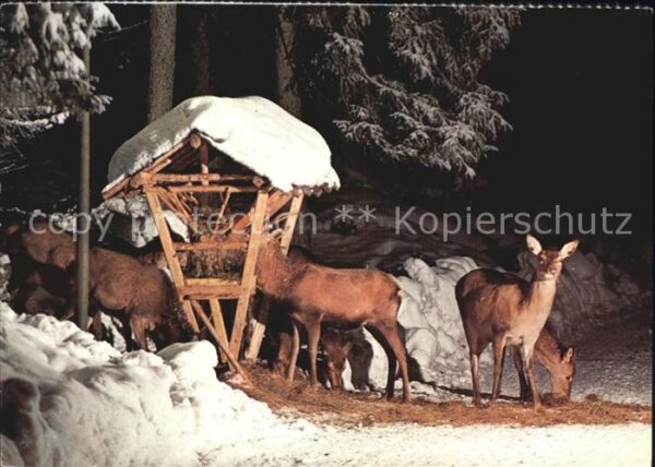 Reh Wildfütterung