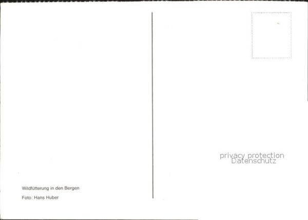 Reh Wildfütterung – Bild 2