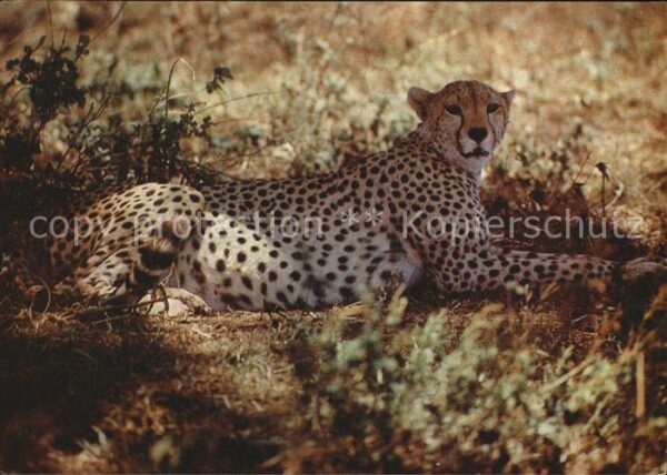 Tiere Gepard