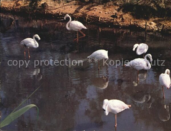 Flamingo Parcourant La Camargue Flamants