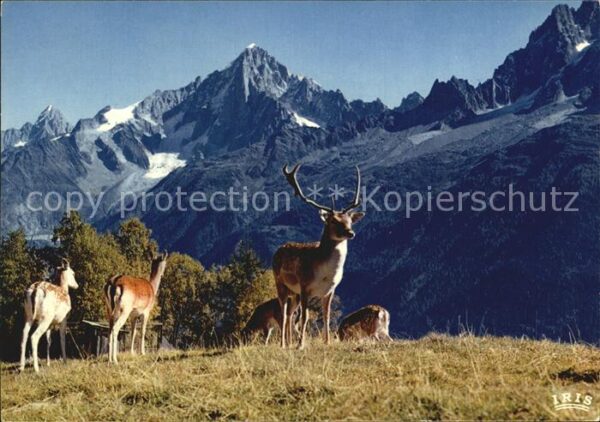 Hirsch Troupeau de cerfs en liberte