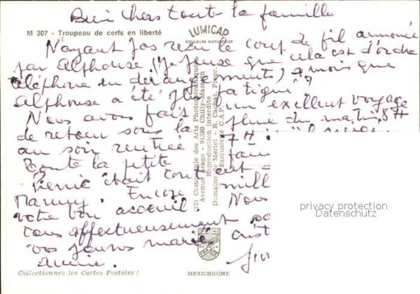 Hirsch Troupeau de cerfs en liberte – Bild 2