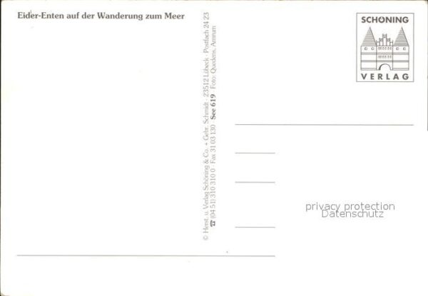 Enten Eider-Enten Wanderung zum Meer – Bild 2