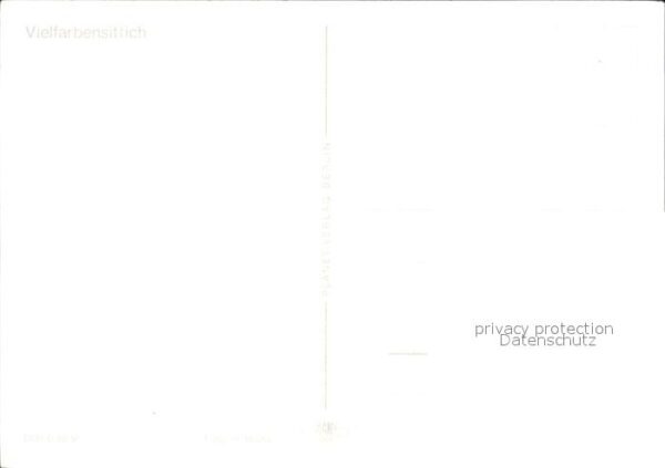 Voegel Vielfarbensittich – Bild 2