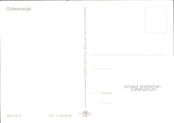 Schmetterlinge Ochsenauge – Bild 2