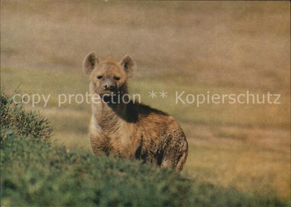 Tiere Tüpfelhyäne