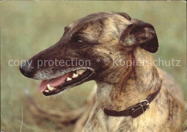 Hunde Greyhound