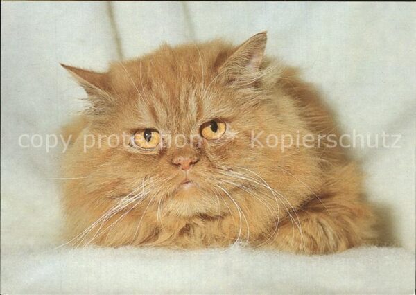 Katzen