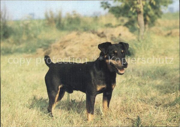 Hunde Deutscher Jagdterrier