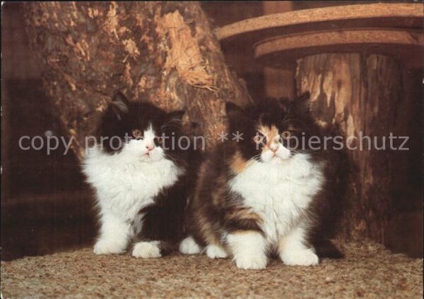 Katzen