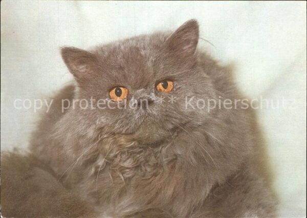 Katzen