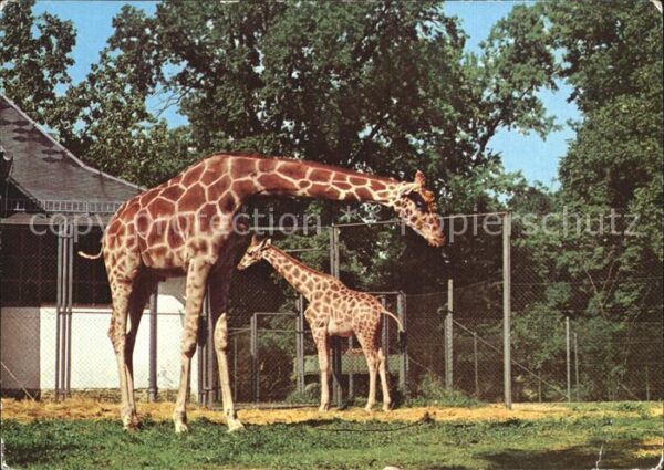 Giraffe Netzgiraffe Zoologischer Garten Dresden