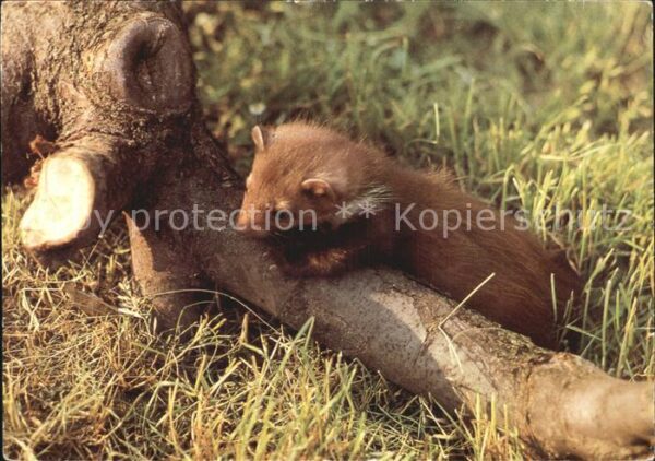 Tiere Marder