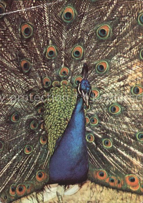 Voegel Blauer Pfau