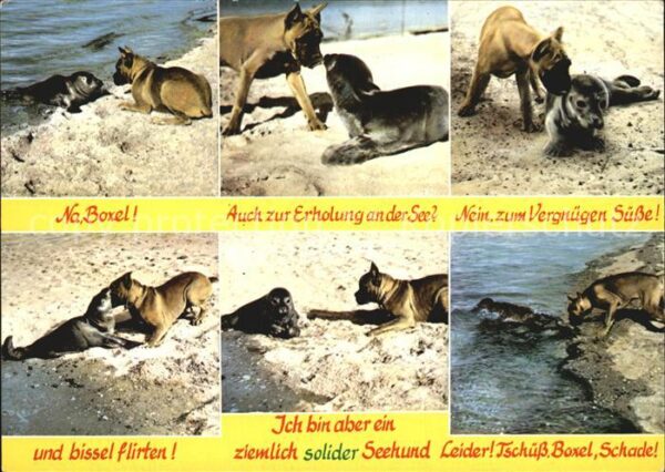 Seehunde Robben Boxer Begegnung Nordseestrand