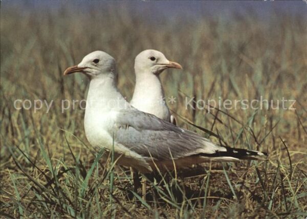Moewen Sturmmöwe Larus canus