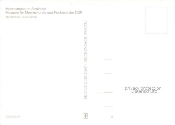 Moewen Sturmmöwe Larus canus – Bild 2