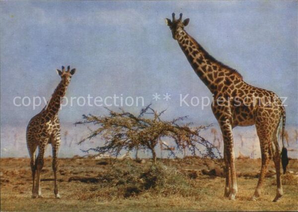 Giraffe Masaigiraffen