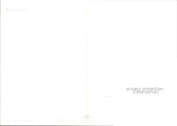 Giraffe Masaigiraffen – Bild 2