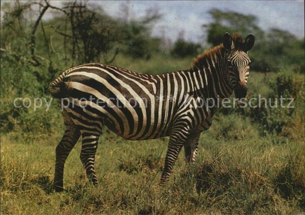 Zebra