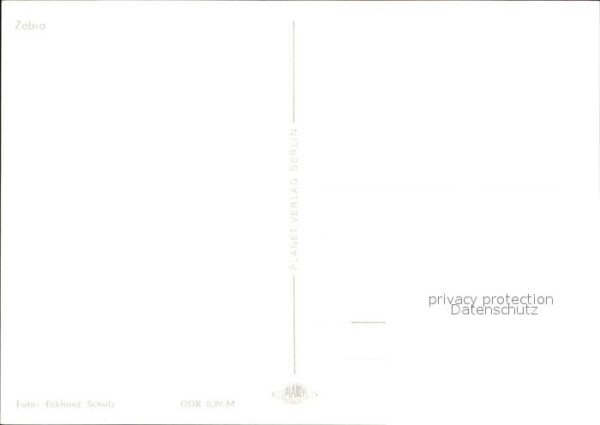 Zebra – Bild 2